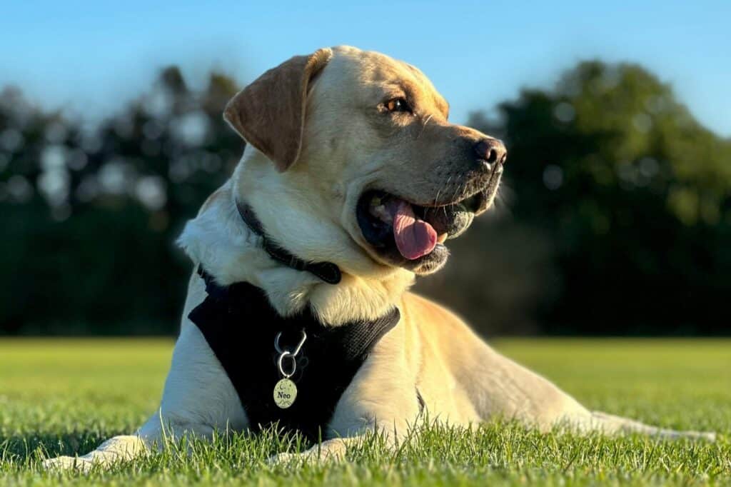Closeup of a dog laying on the grass in the concept of 'best parks and green spaces in Slough'.